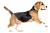 Собаки
