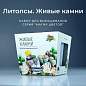 Набор для выращивания растений МАГИЯ ЦВЕТОВ, "Живые камни Литопсы", (горшок, грунт, с, mf-004 (арт. 666763)