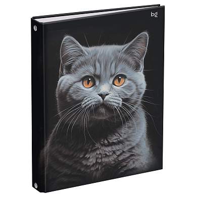 Тетрадь на кольцах А5, 160л., BG "Кот", глянцевая ламинация (арт. 372874)