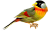 Птицы