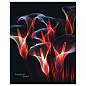 Тетрадь 48л., А5, линия BG "Чудесный сад", эконом (арт. 374416)
